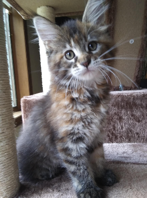 Rosie Cabaret Kitten
